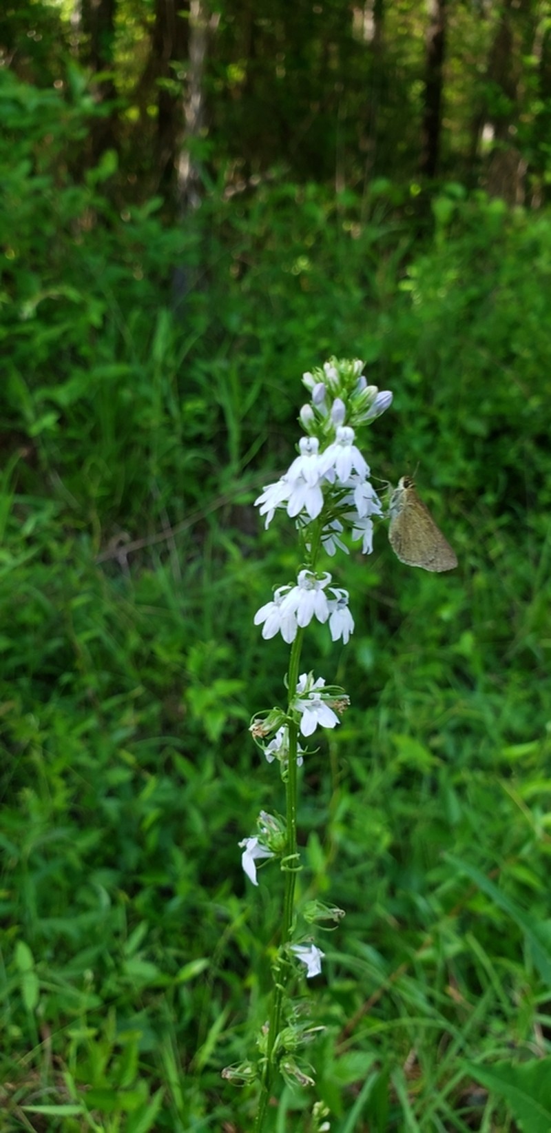 Pale Lobelia photo 4
