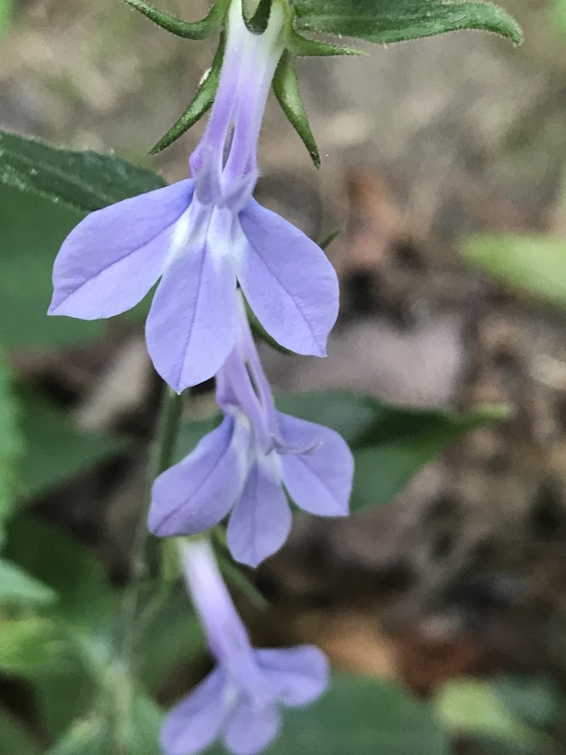 Pale Lobelia photo 5
