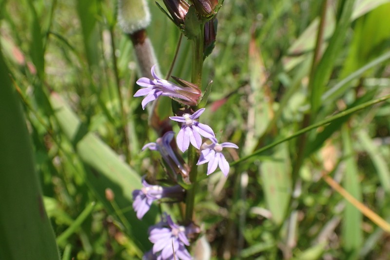 Pale Lobelia photo 6