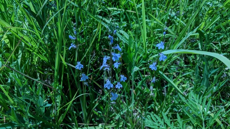 Pale Lobelia photo 7