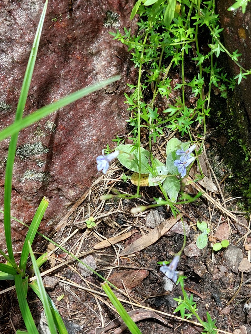 Lobelia aquaemontis