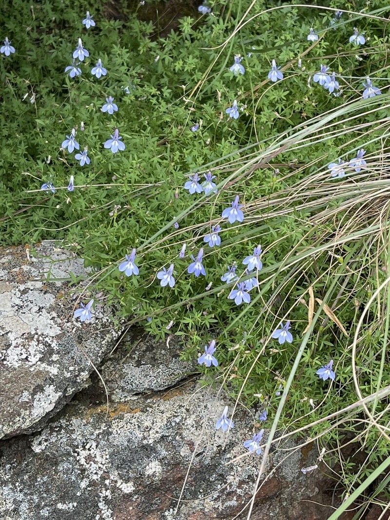 Lobelia aquaemontis photo 2