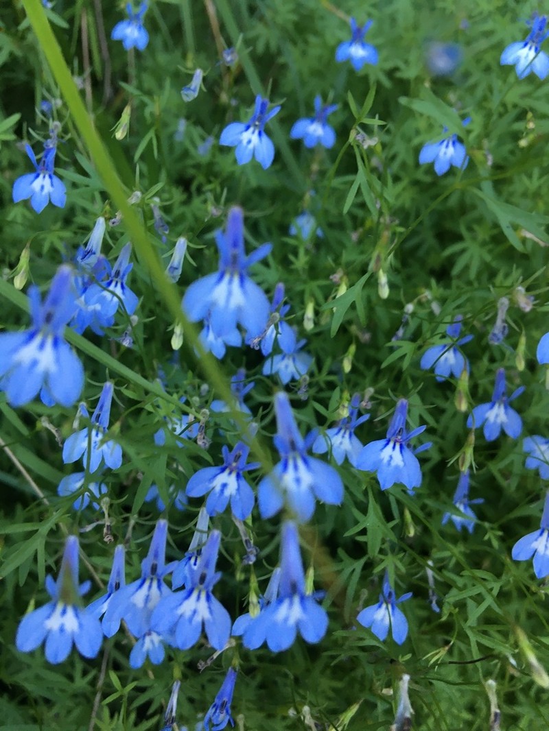 Lobelia aquaemontis photo 3