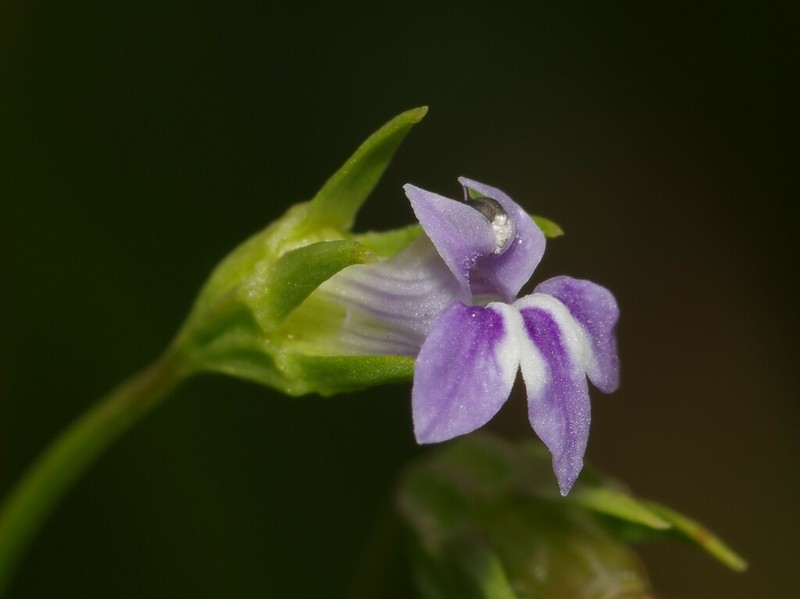 Lobelia aquatica