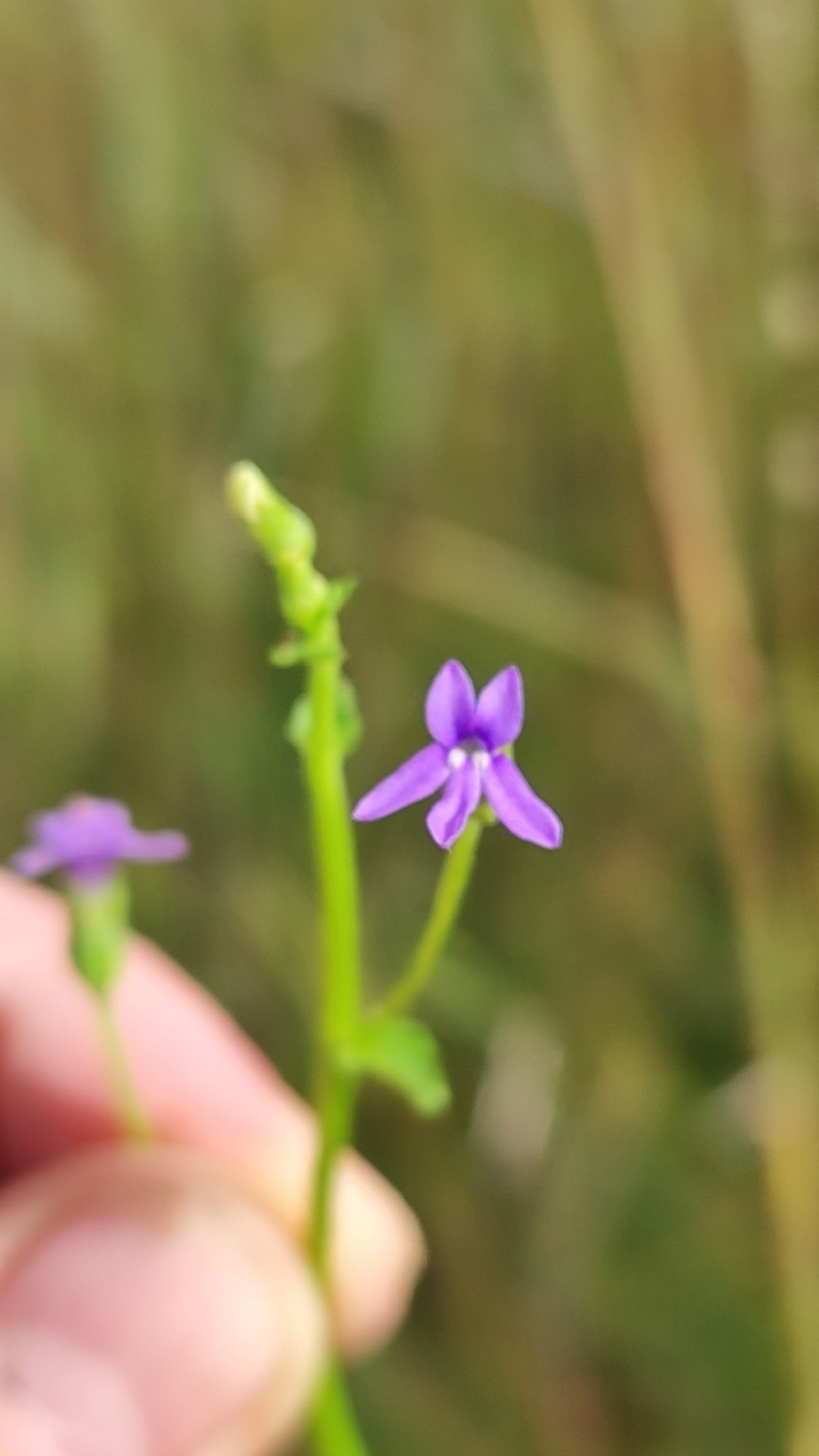 Lobelia aquatica photo 4