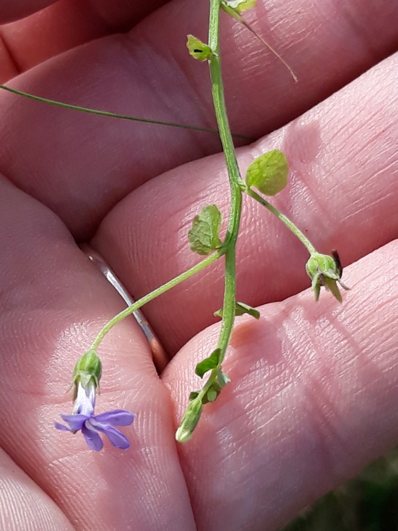 Lobelia aquatica photo 5