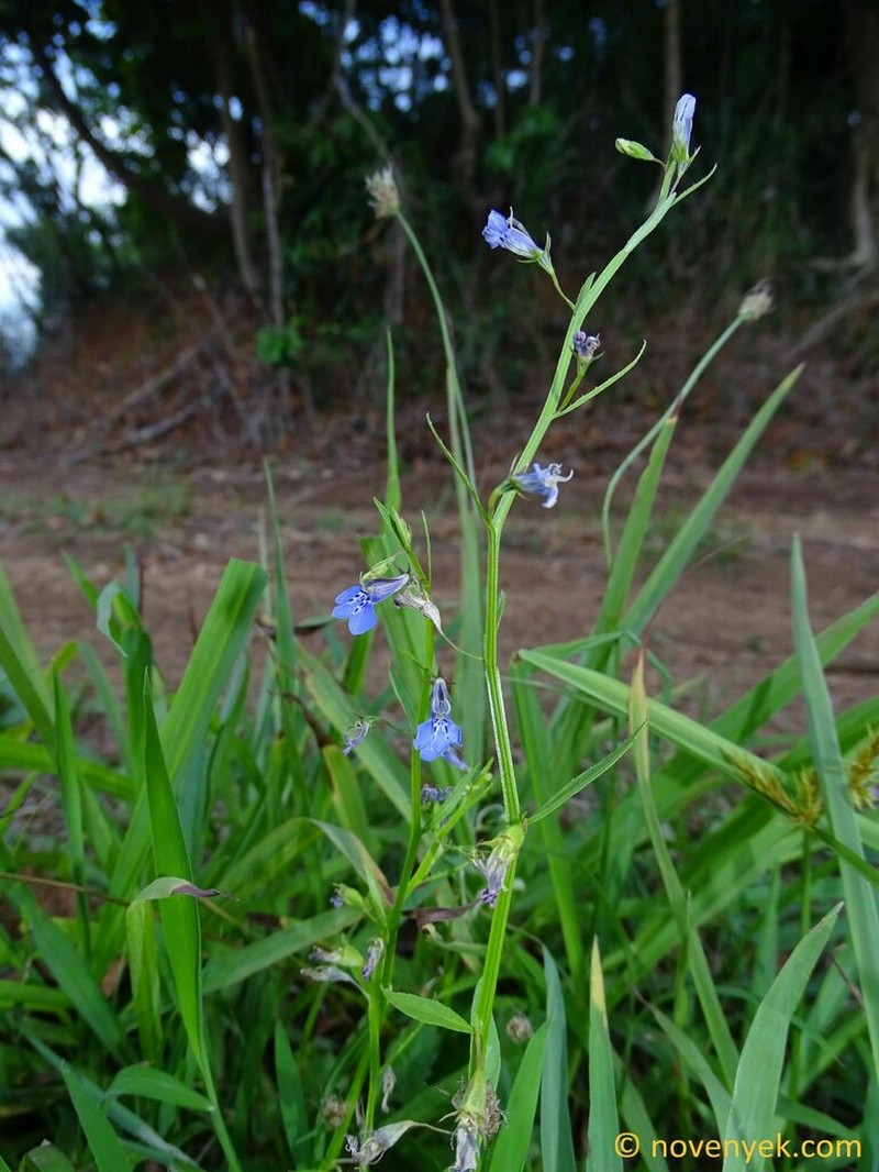 Lobelia aquatica photo 6