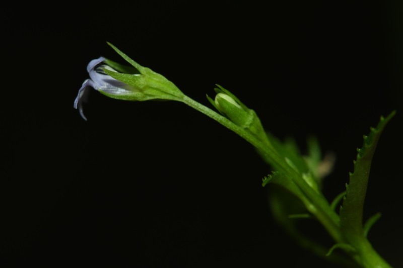 Lobelia aquatica photo 7