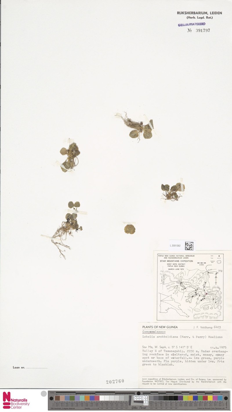 Lobelia archboldiana
