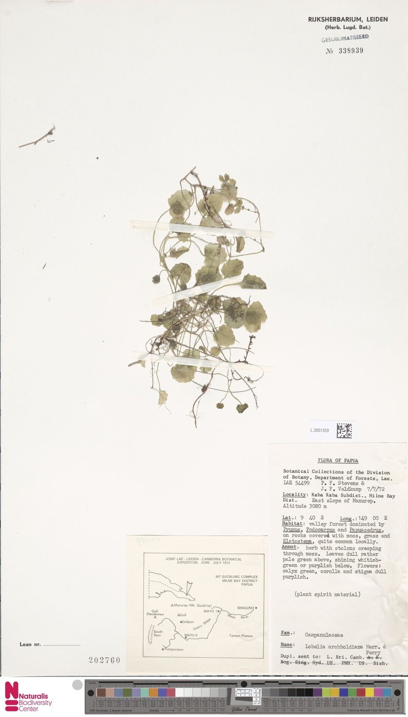 Lobelia archboldiana photo 2