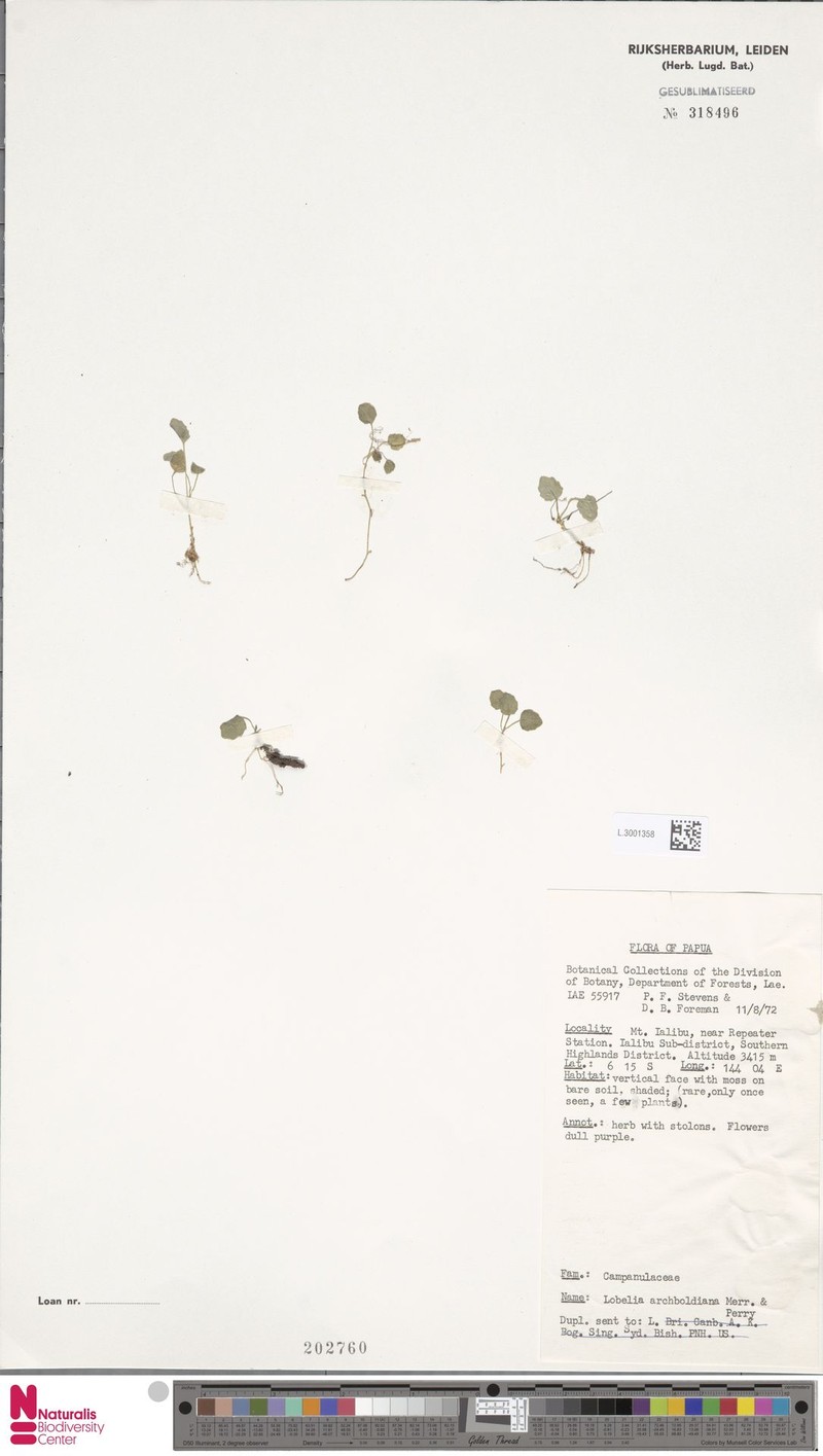 Lobelia archboldiana photo 4