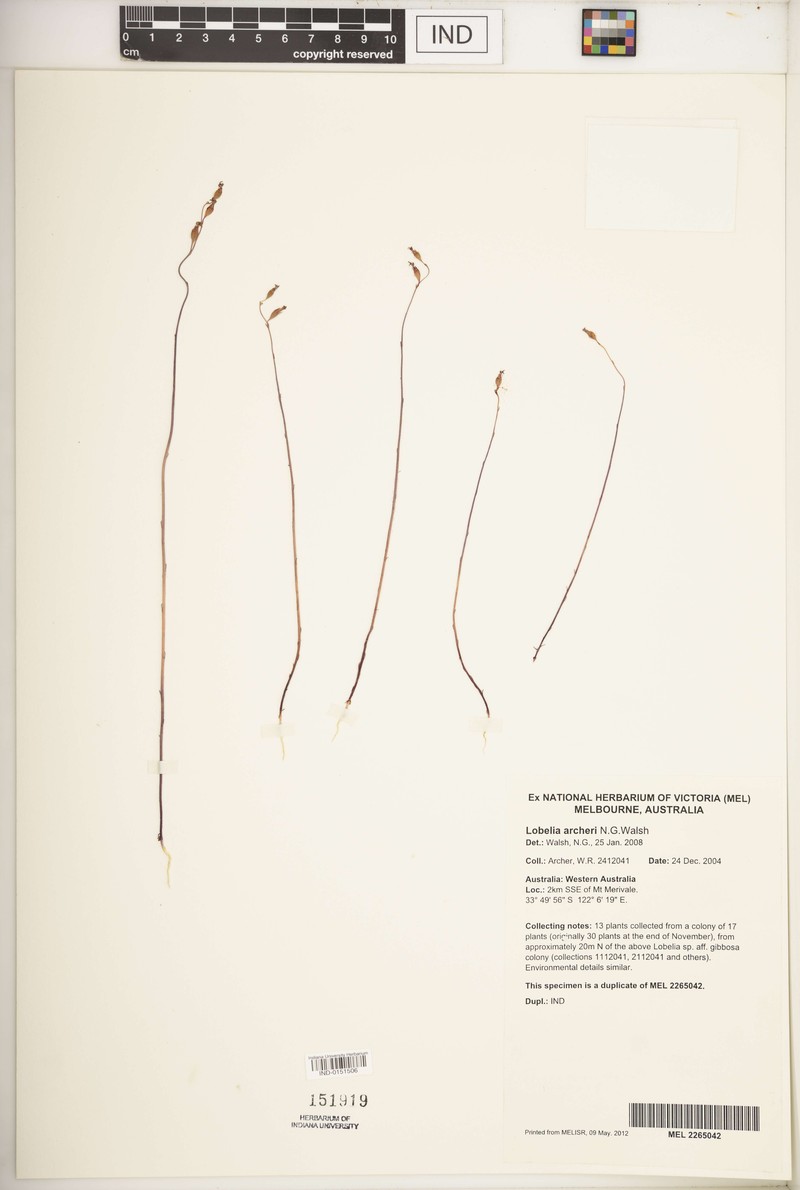 Lobelia archeri