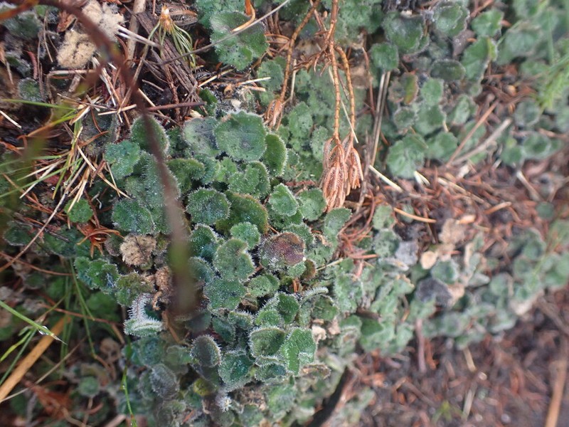 Lobelia ardisiandroides