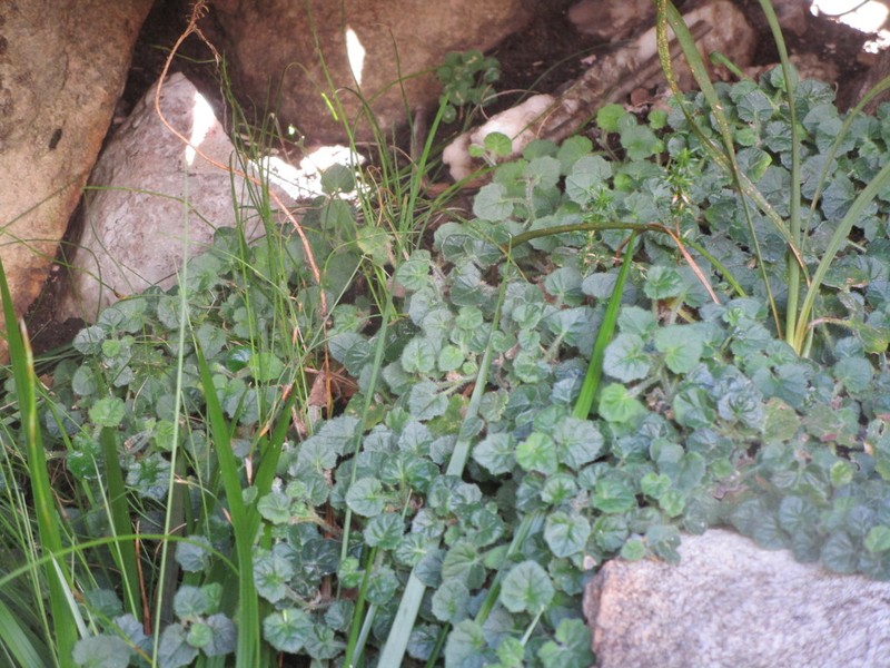 Lobelia ardisiandroides photo 2