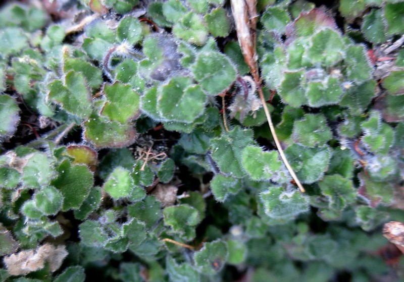 Lobelia ardisiandroides photo 3