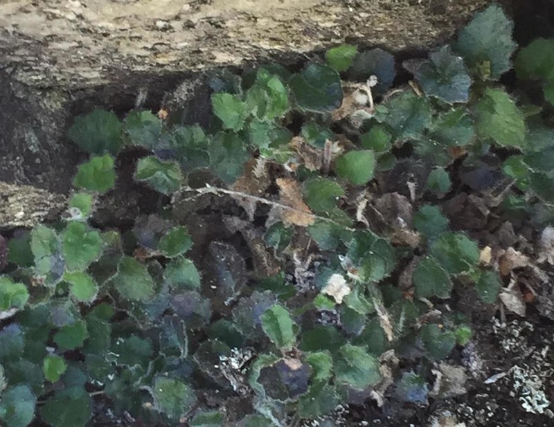 Lobelia ardisiandroides photo 4