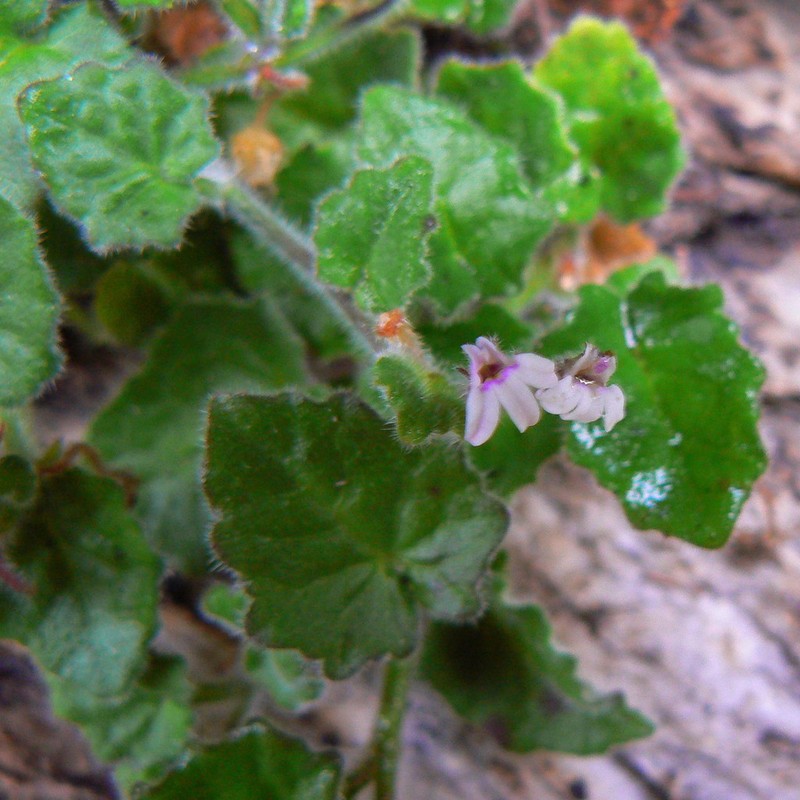 Lobelia ardisiandroides photo 5