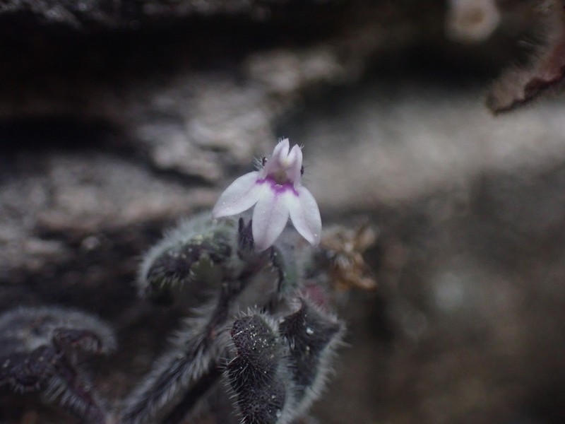 Lobelia ardisiandroides photo 6