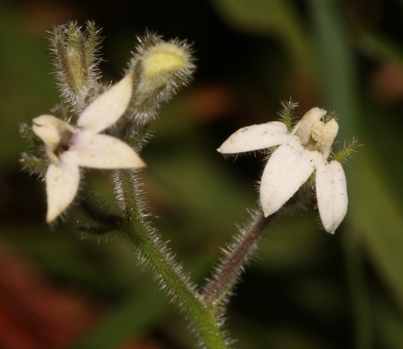 Lobelia ardisiandroides photo 7