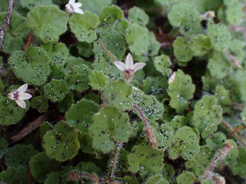 Lobelia ardisiandroides photo 8