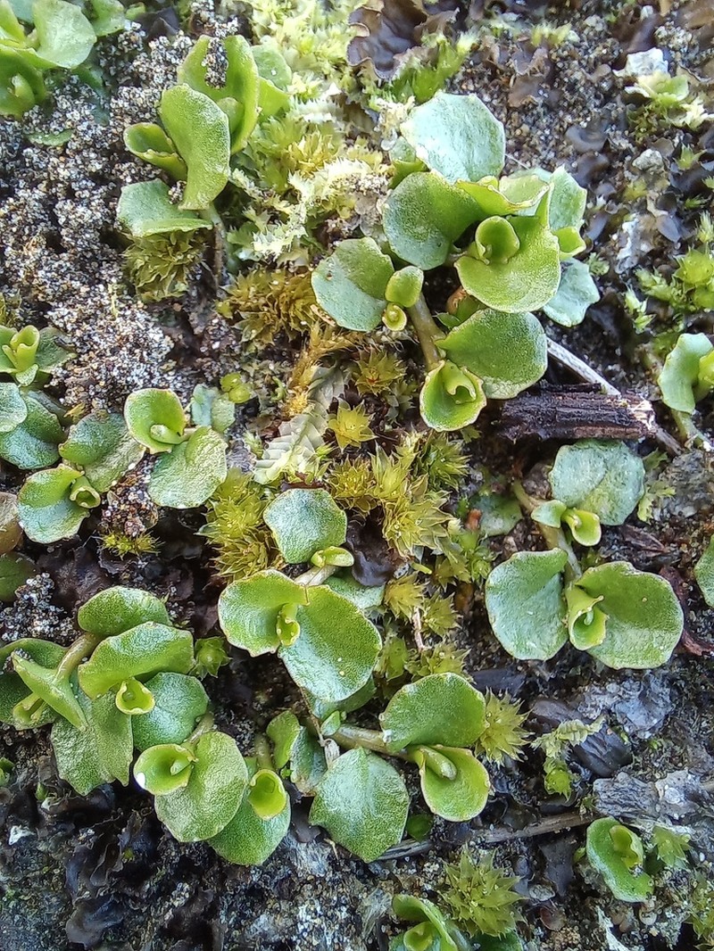 Lobelia arenaria