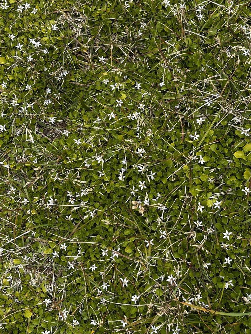 Lobelia arenaria photo 2