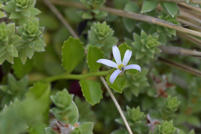 Lobelia arenaria photo 3