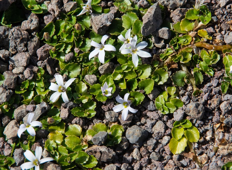Lobelia arenaria photo 4