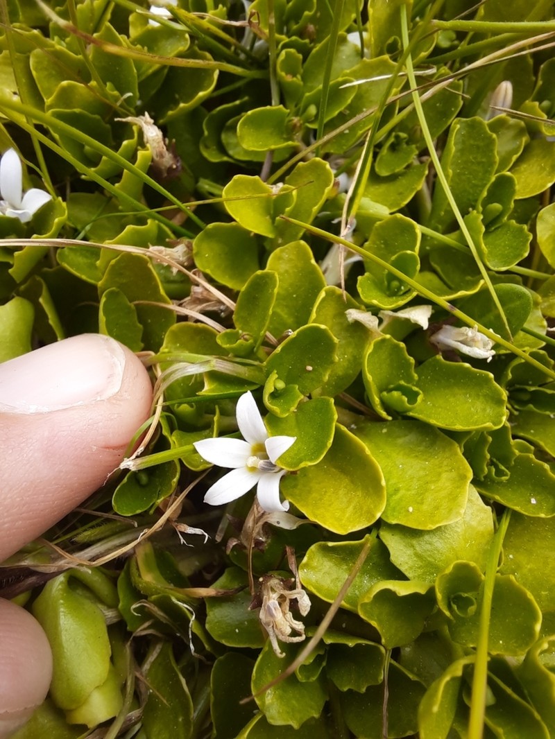 Lobelia arenaria photo 5