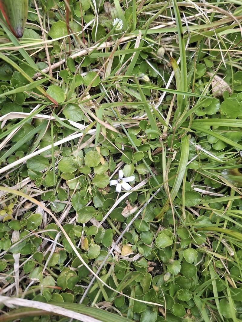 Lobelia arenaria photo 6