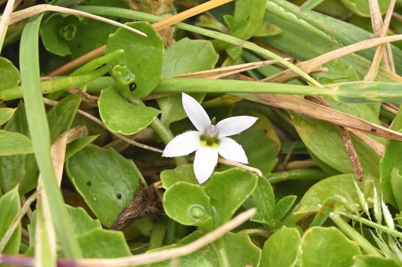 Lobelia arenaria photo 7