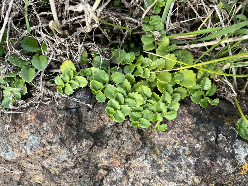 Lobelia arenaria photo 8
