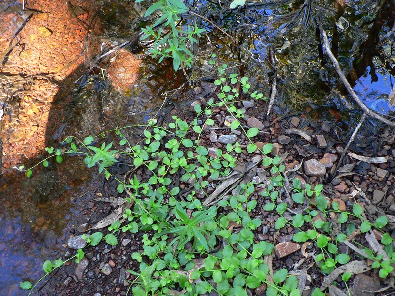 Lobelia arnhemiaca