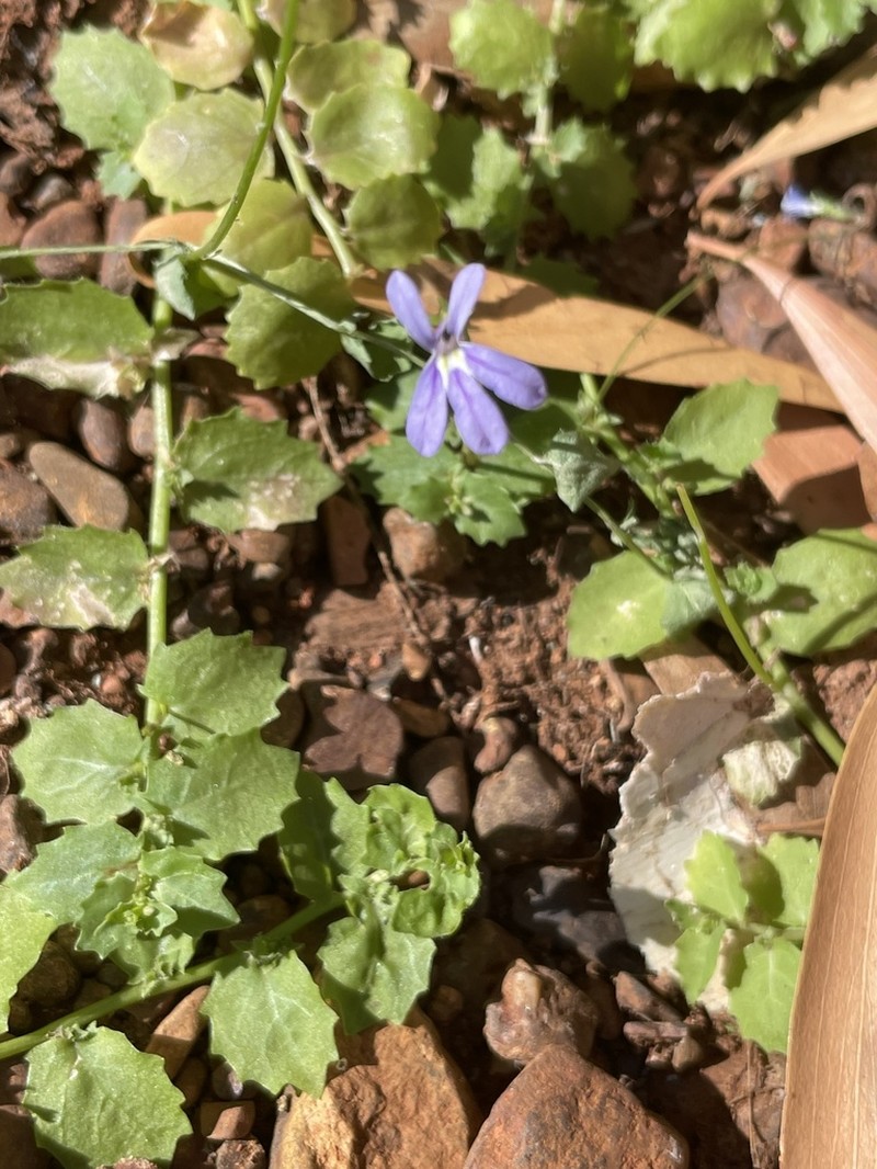 Lobelia arnhemiaca photo 2
