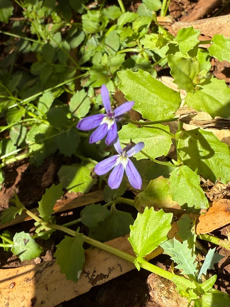 Lobelia arnhemiaca photo 3