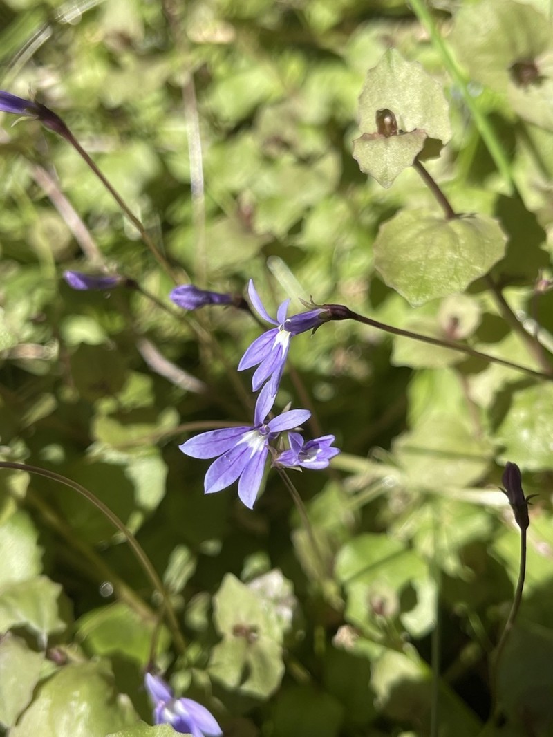 Lobelia arnhemiaca photo 4