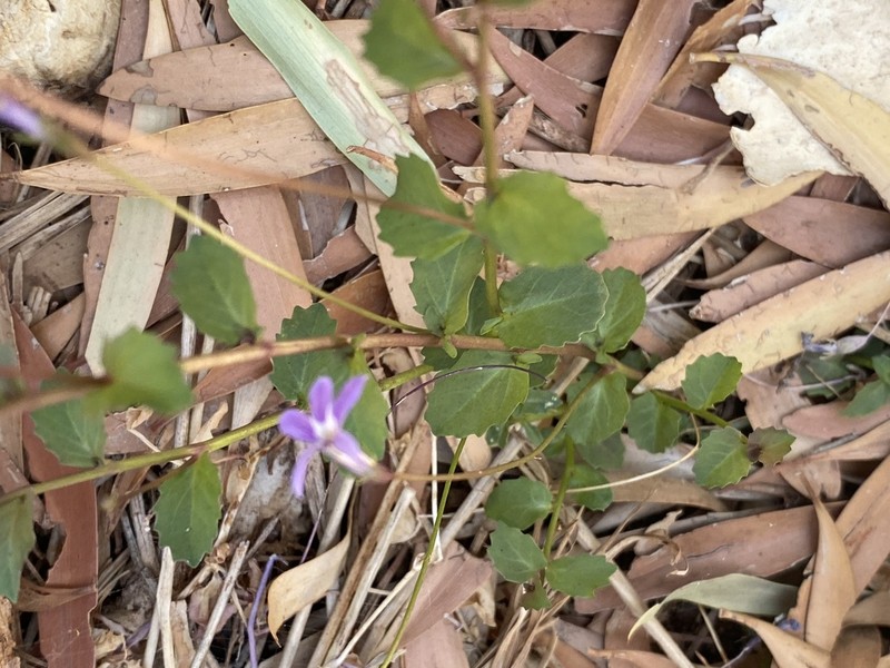 Lobelia arnhemiaca photo 5