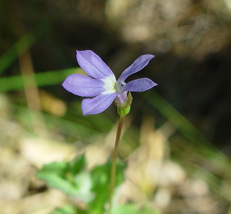 Lobelia arnhemiaca photo 6