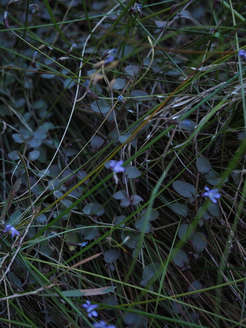 Lobelia arnhemiaca photo 7