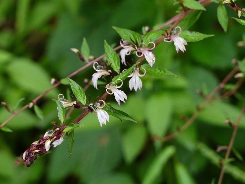 Lobelia arunachalensis