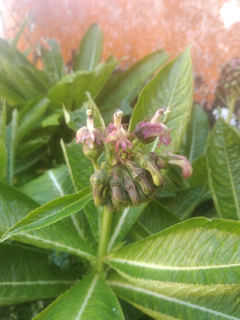 Lobelia assurgens