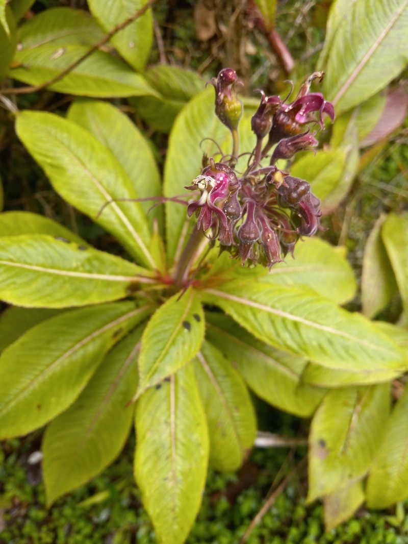 Lobelia assurgens photo 2