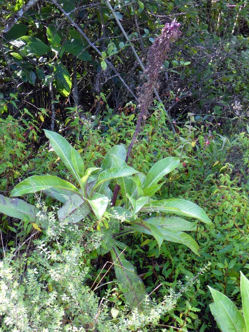 Lobelia assurgens photo 3