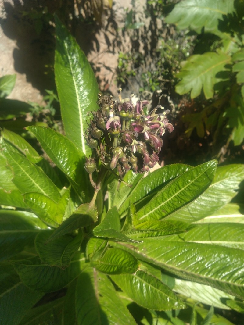 Lobelia assurgens photo 6