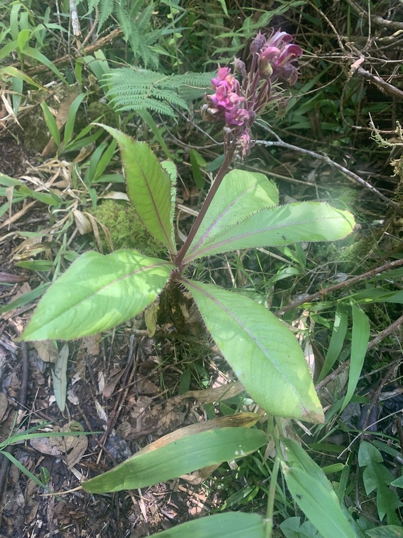 Lobelia assurgens photo 7