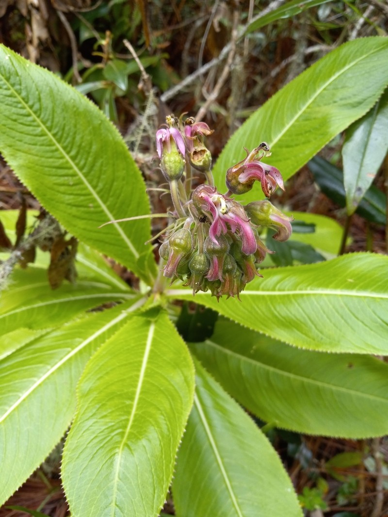 Lobelia assurgens photo 8