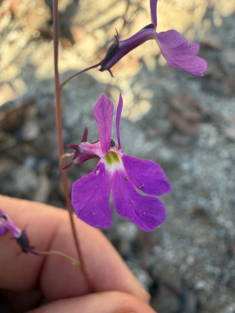 Lobelia aurita