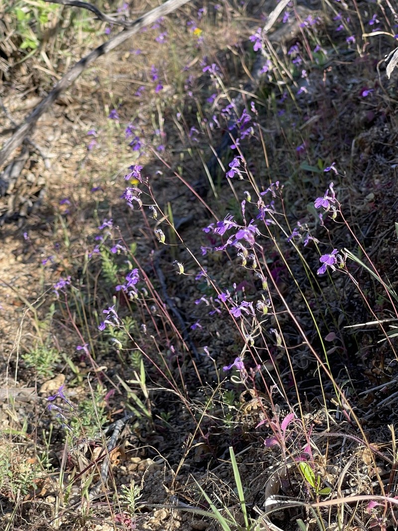 Lobelia aurita photo 2