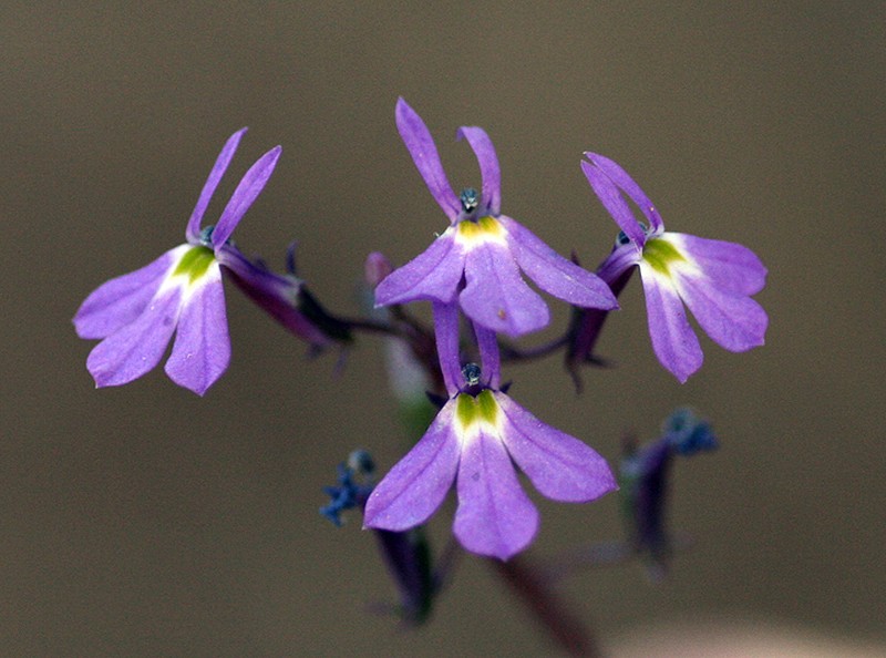 Lobelia aurita photo 3
