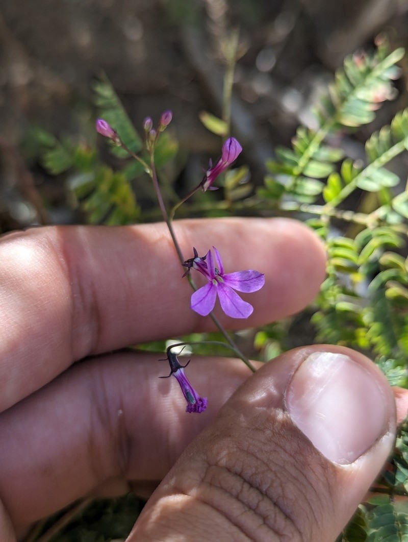 Lobelia aurita photo 4